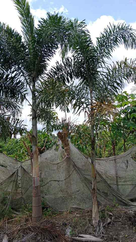 Palem Ekor Tupai 3 Meter