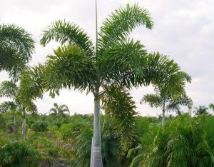 Palem Ekor Tupai dalam Pot untuk Teras
