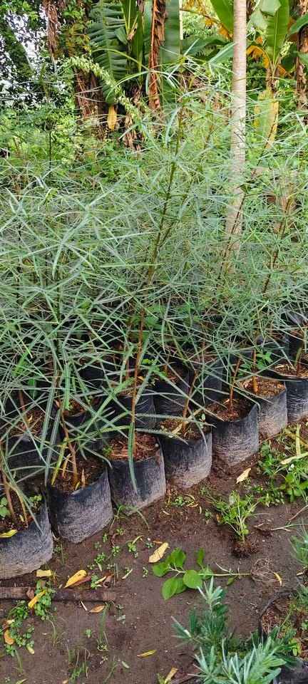 Pohon botol tree ukuran 60-80 cm siap tanam