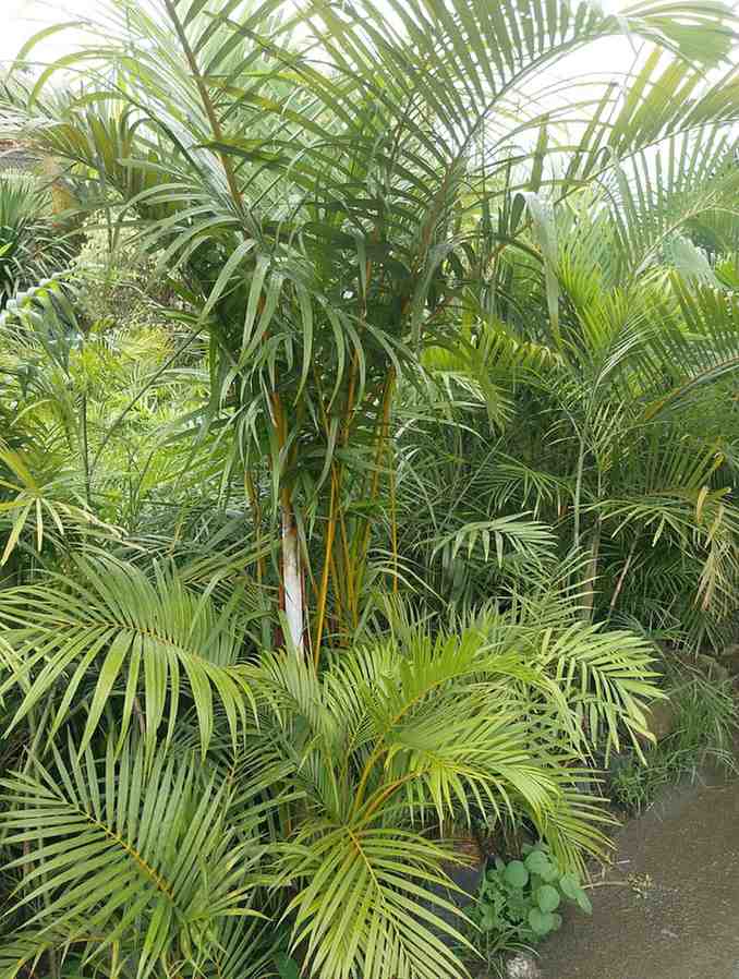 bibit dan jual pohon palem kuning murah berkualitas