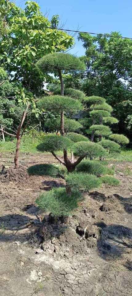 bonsai-cemara-udang-artistik-dengan-cabang-padat-dan-tampilan-elegan