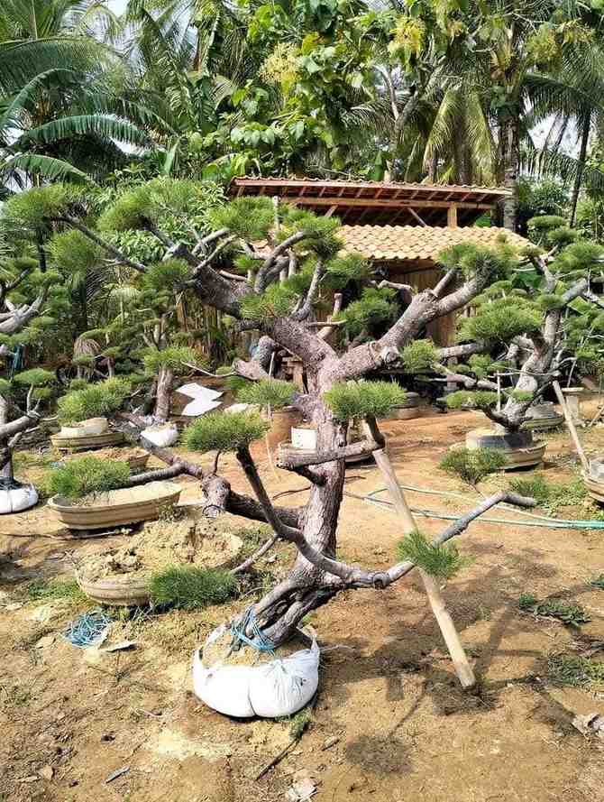 bonsai-cemara-udang-bentuk-natural-ukuran-sedang-siap-hias-taman-rumah