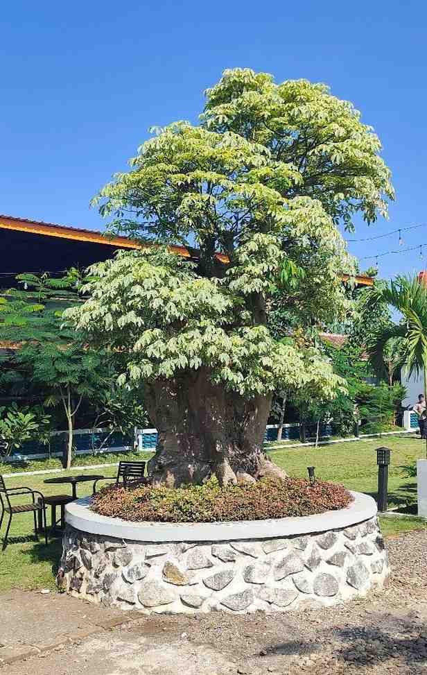 harga pohon randu varigata ukuran besar untuk halaman villa dan area komersial