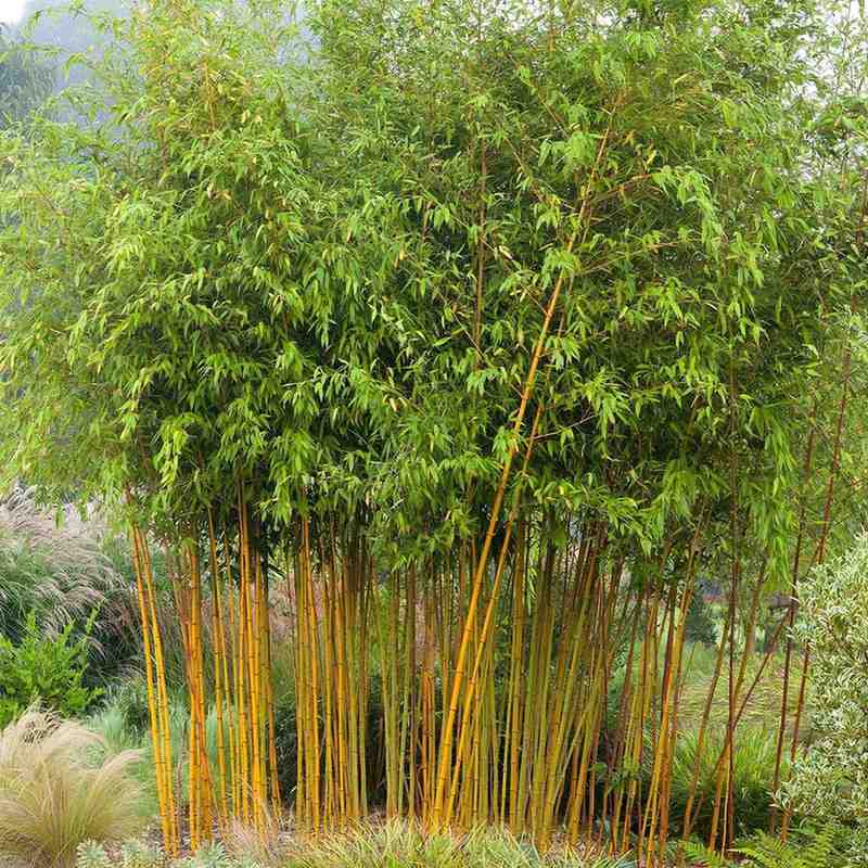 jual pohon bambu kuning ready stok