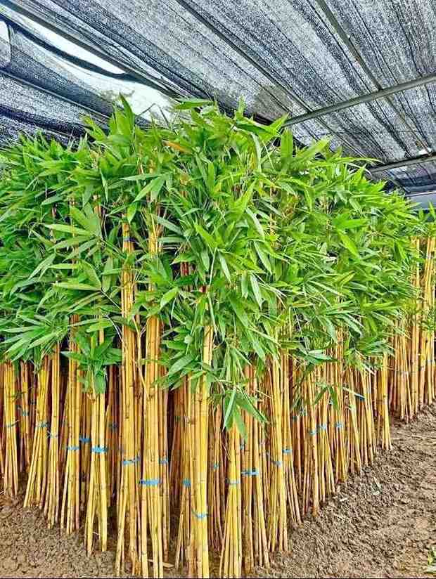 jual pohon bambu kuning ready stok