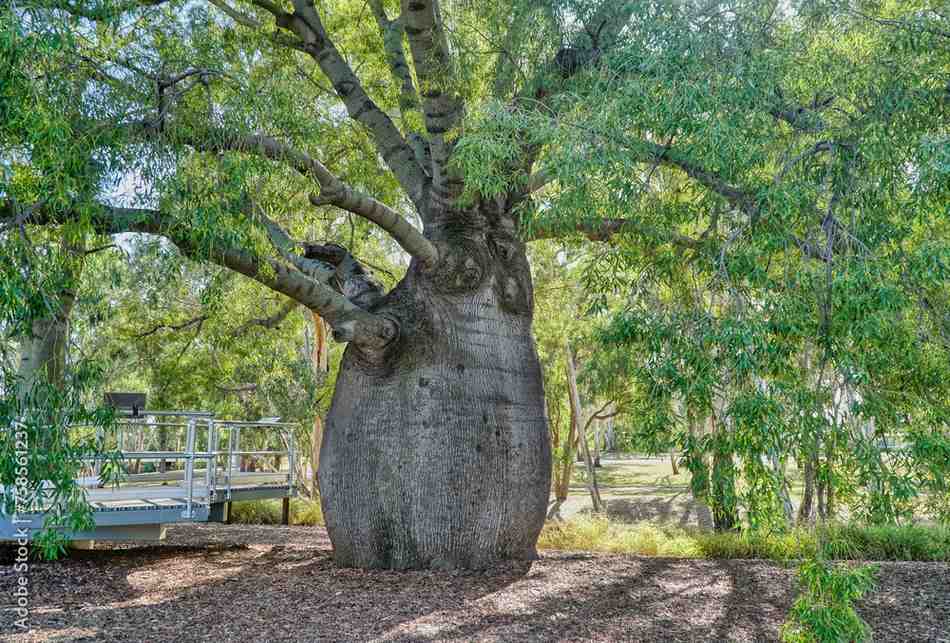 Pohon botol tree ukuran 3 sampai 4 meter