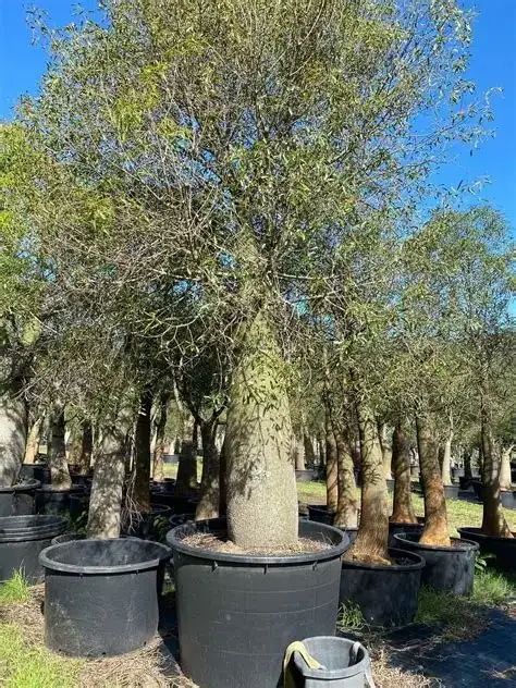 jual pohon botol tree ukuran sedang hingga besar 1