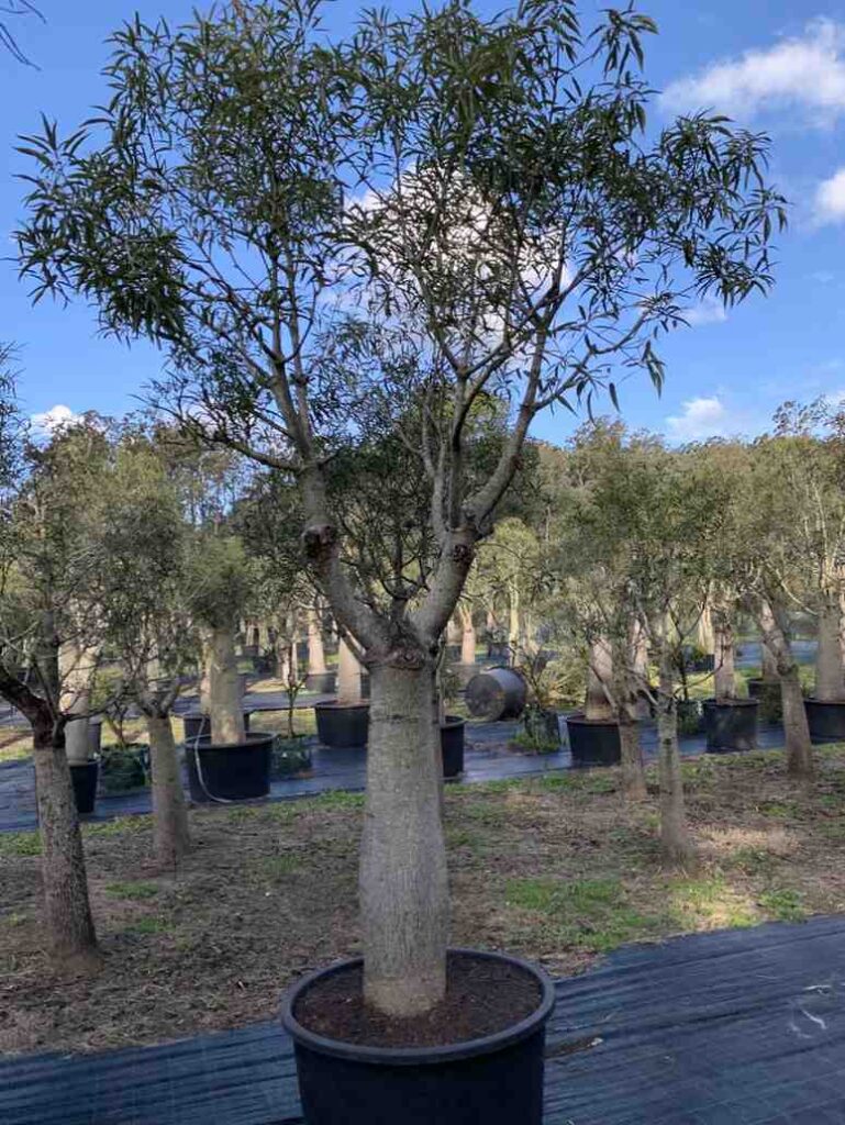 jual pohon botol tree ukuran sedang hingga besar 2