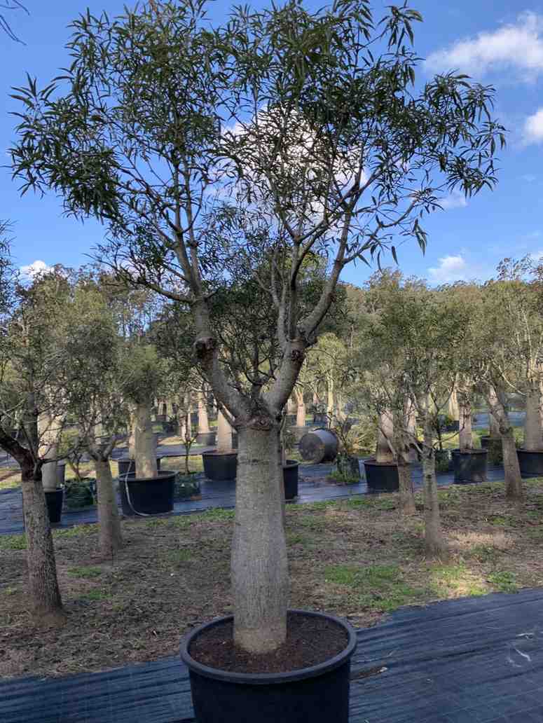 Pohon botol tree ukuran 1.5 sampai 2 meter