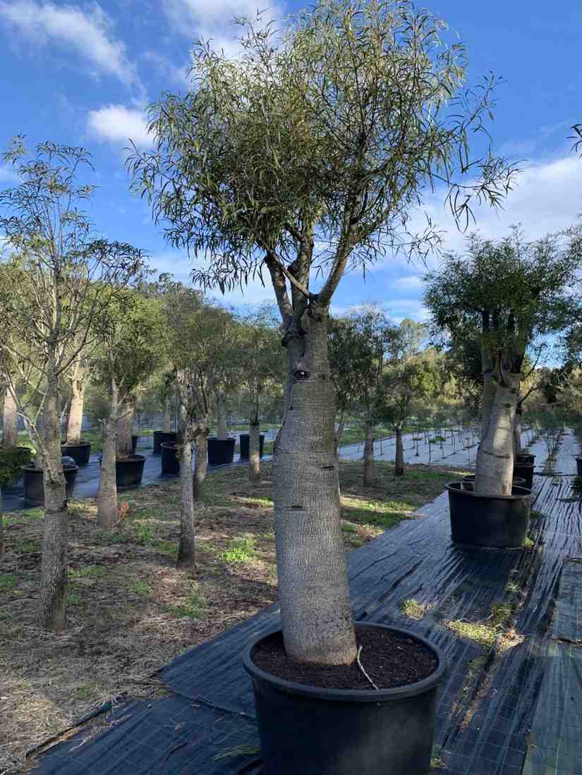 Pohon botol tree ukuran 1 meter siap tanam