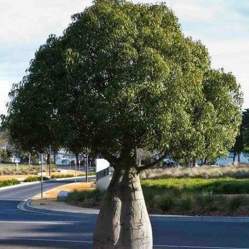 jual pohon botol tree ukuran sedang hingga besar 4