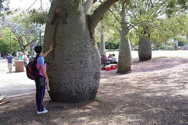 Pohon botol tree ukuran besar 5 sampai 6 meter