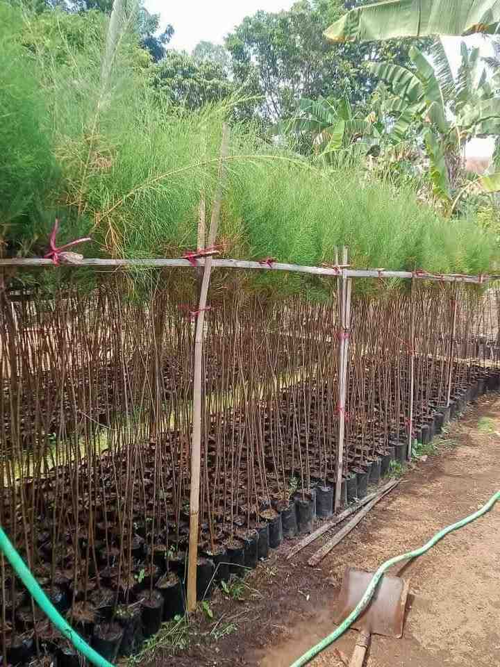 jual pohon cemara laut kecil dan besar
