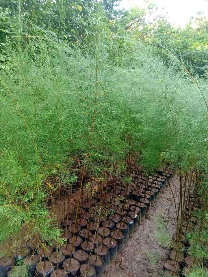 jual pohon cemara laut kecil dan besar