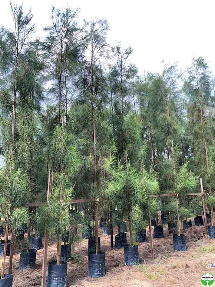 jual pohon cemara laut kecil dan besar