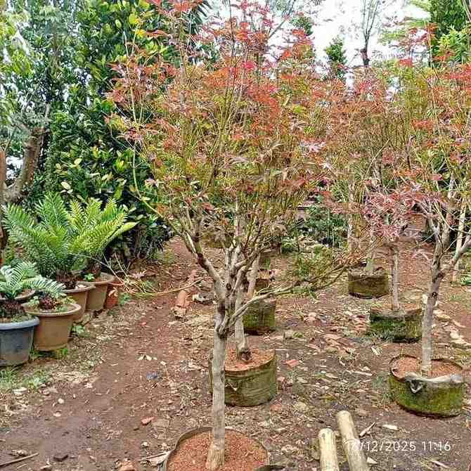 Bibit pohon maple Jepang merah Japanese Red Maple ukuran kecil 20-40 cm