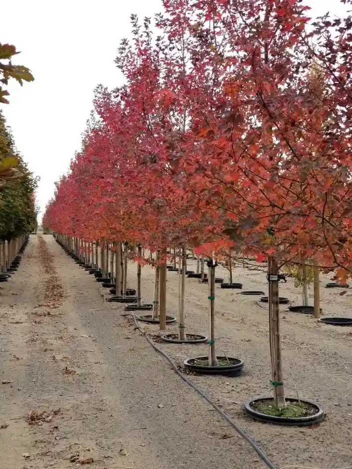 Pohon maple Jepang merah untuk taman rumah villa dan resort
