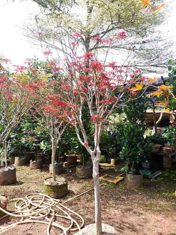 Pohon maple Jepang merah berbagai ukuran di nursery