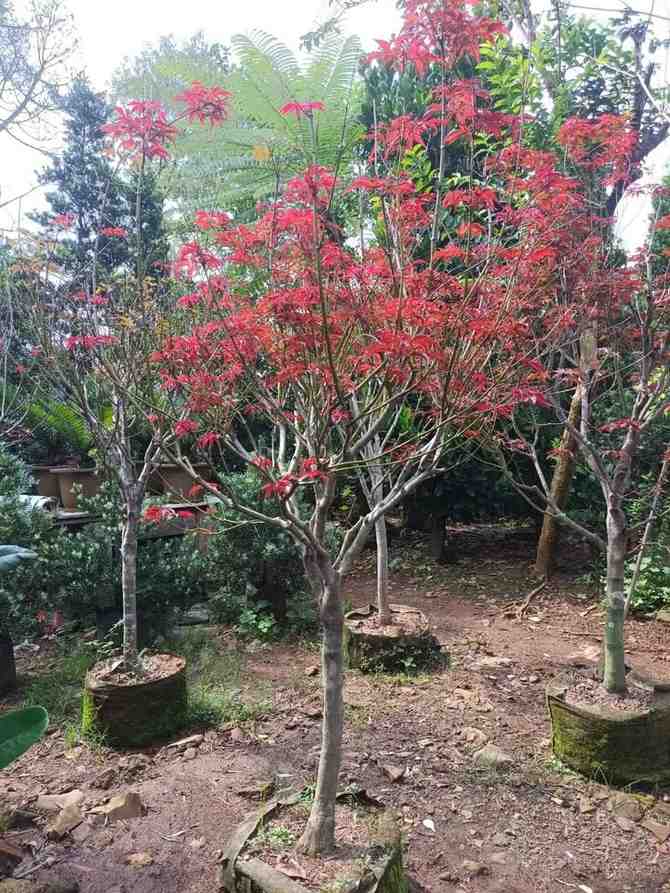 Pohon maple Jepang merah ukuran besar 150-180 cm sampai 2 meter untuk taman premium