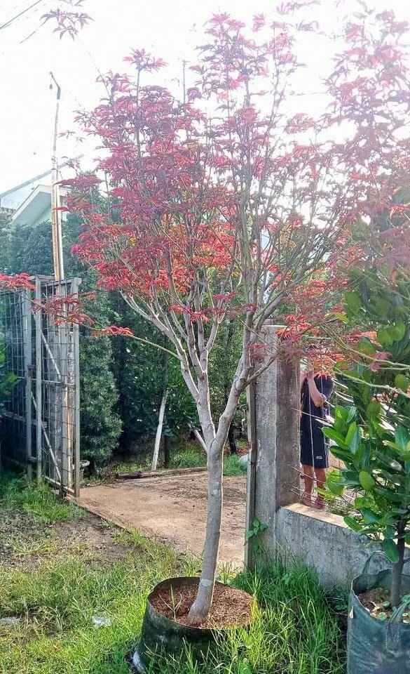 jual pohon japanese red maple tanaman hias langka cantik