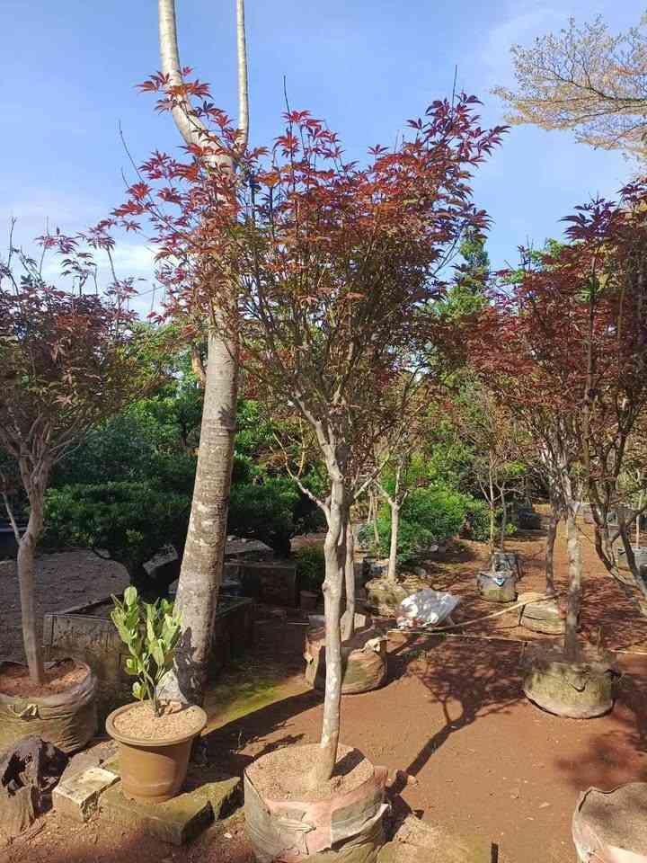 Tanaman pot maple Jepang merah Japanese Red Maple tinggi 90 cm sampai 1 meter