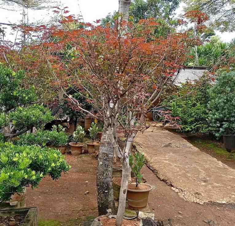 jual pohon japanese red maple tanaman hias langka cantik