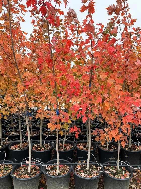 Pohon maple Jepang merah Japanese Red Maple ukuran sedang 40-80 cm