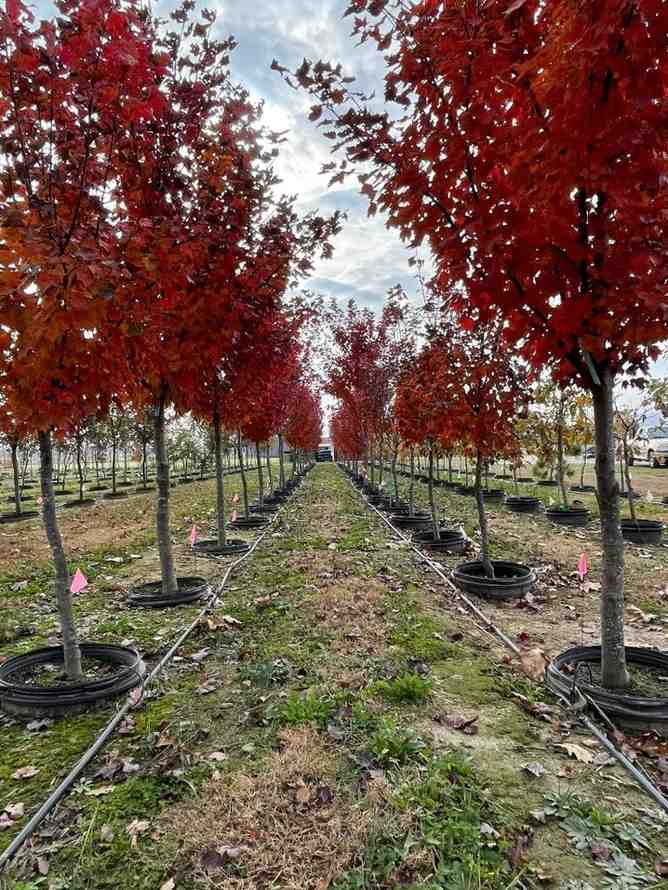 jual pohon japanese red maple tanaman hias langka cantik