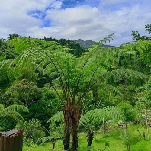 jual pohon pakis monyet tanaman tropis cantik