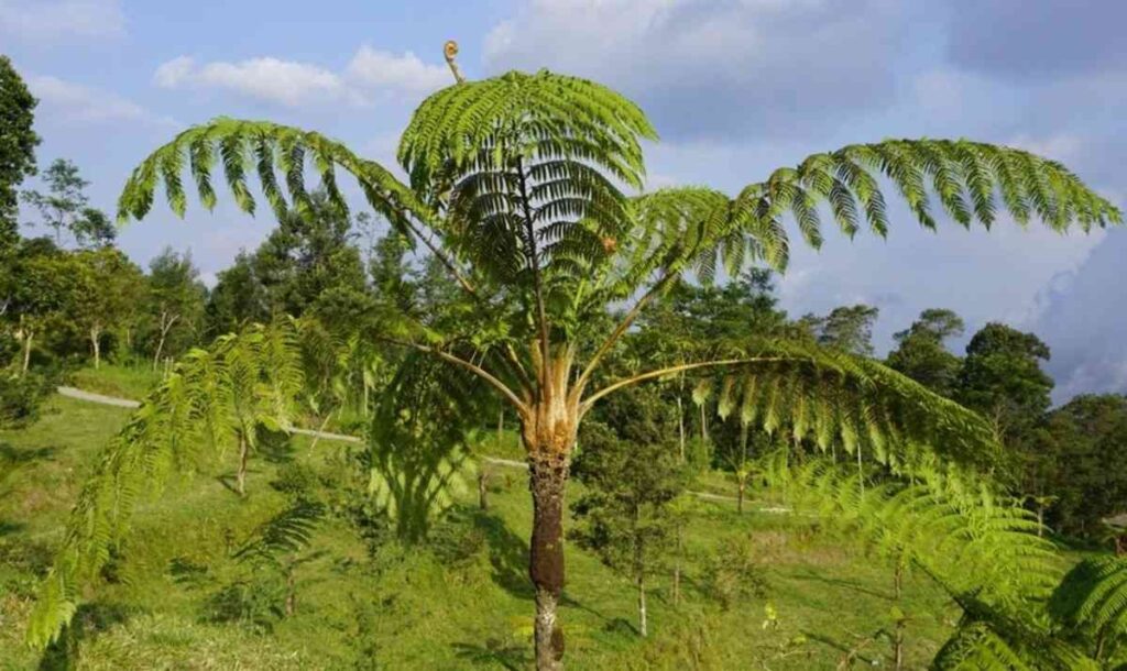 jual pohon pakis monyet tanaman tropis cantik