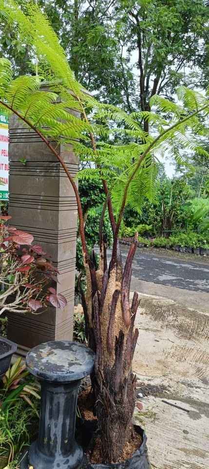 jual pohon pakis monyet tanaman tropis cantik
