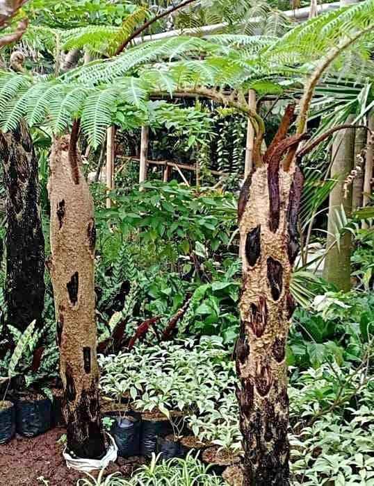 Pakis Monyet untuk Taman Rumah