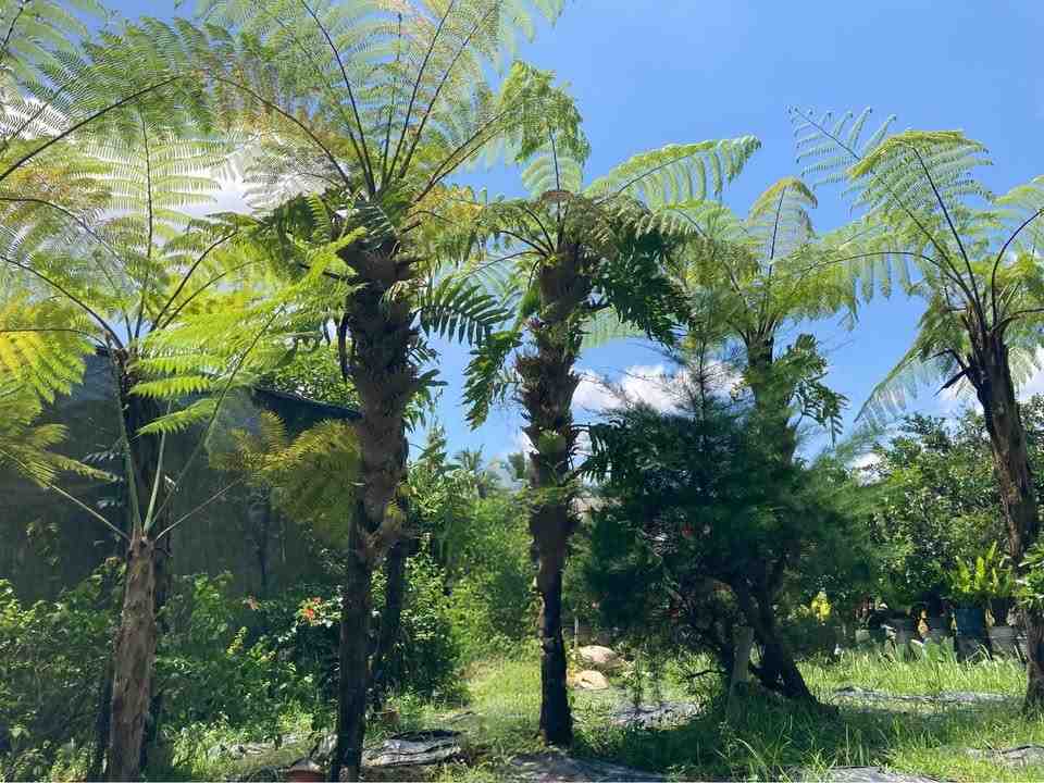 jual pohon pakis monyet tanaman tropis cantik