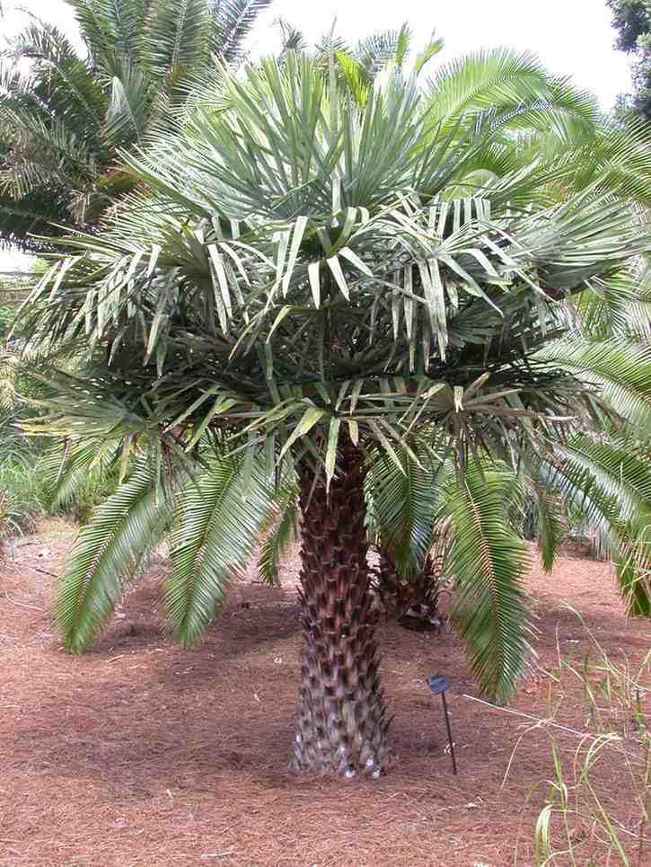 jual pohon palem bajul kecil dan besar