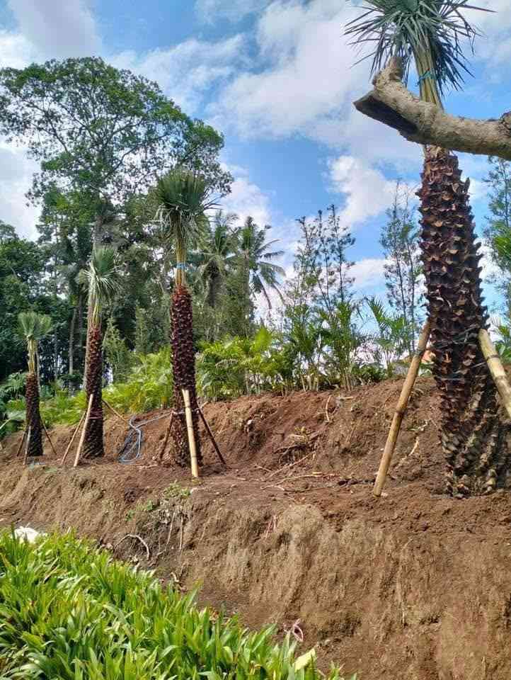 jual pohon palem bajul kecil dan besar