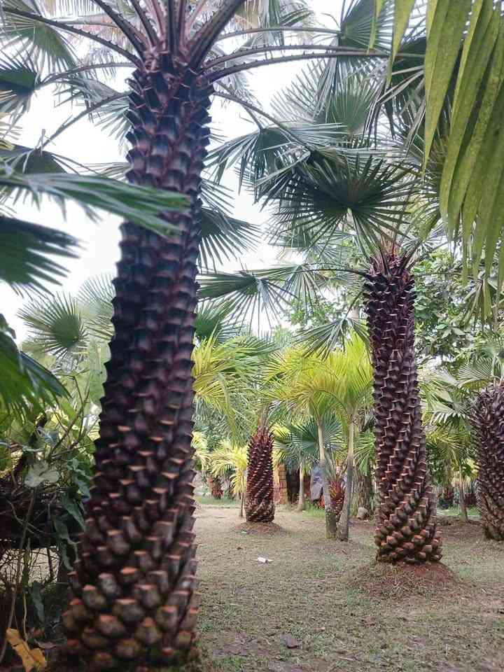 jual pohon palem bajul kecil dan besar