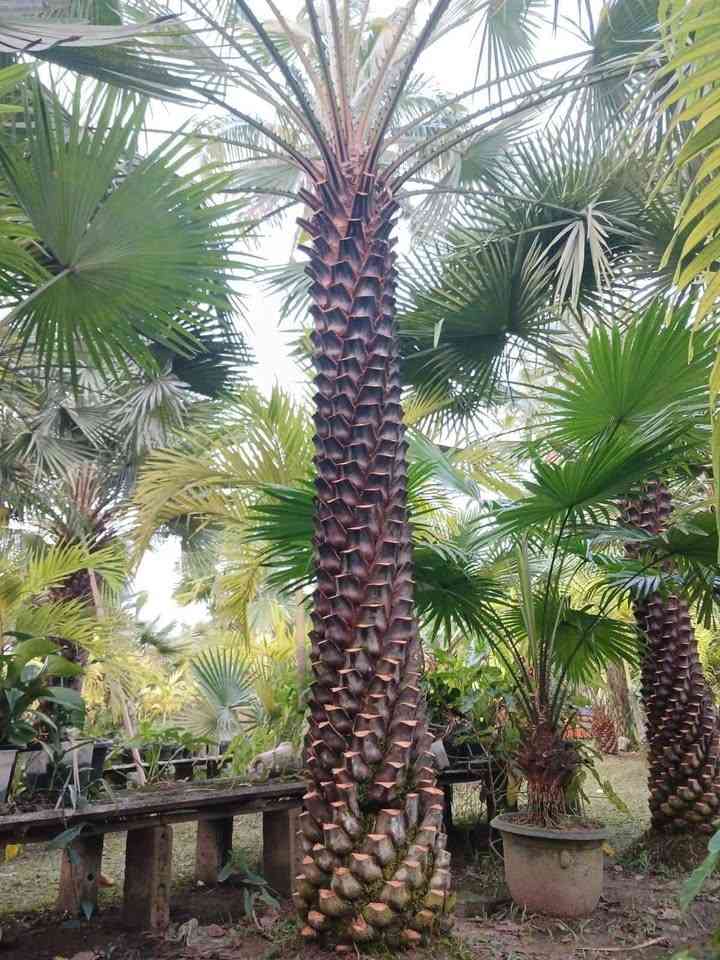 jual pohon palem bajul kecil dan besar