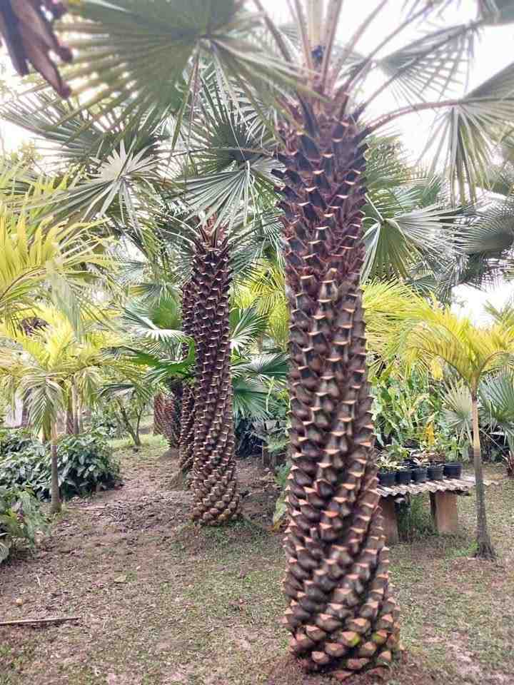 jual pohon palem bajul kecil dan besar