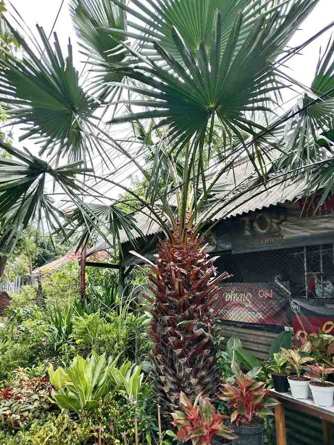 jual pohon palem bajul kecil dan besar
