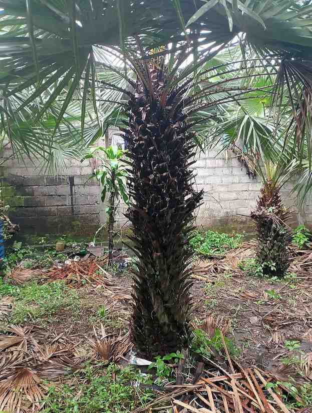 jual pohon palem bajul kecil dan besar
