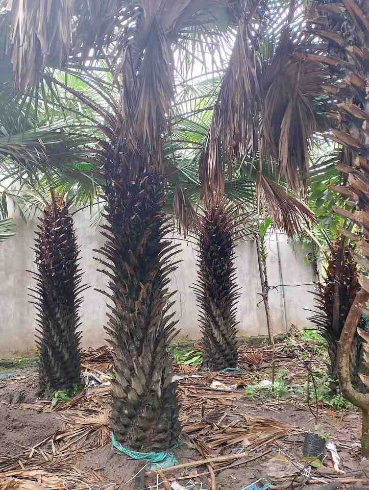 jual pohon palem bajul kecil dan besar