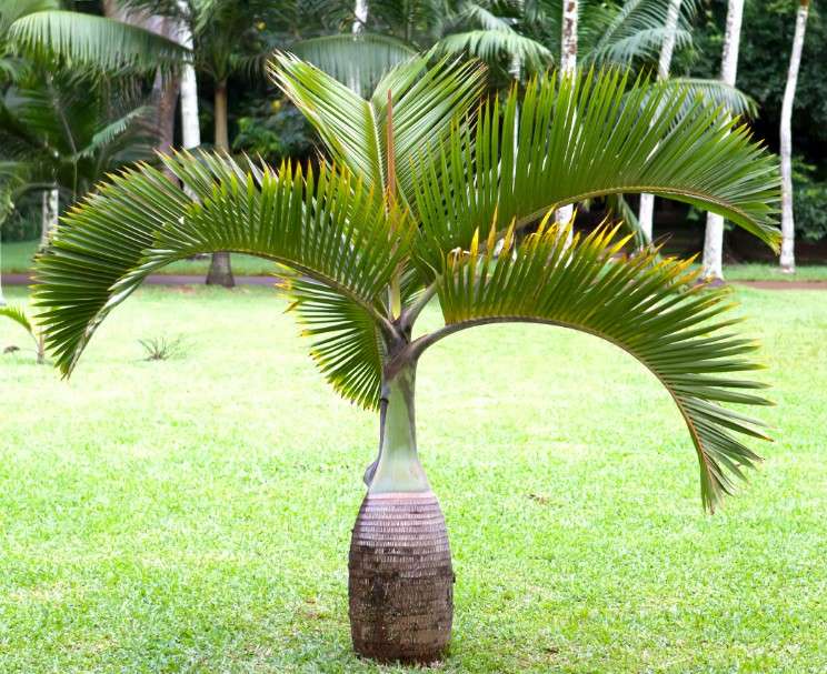 jual pohon palem botol kecil dan besar unggul