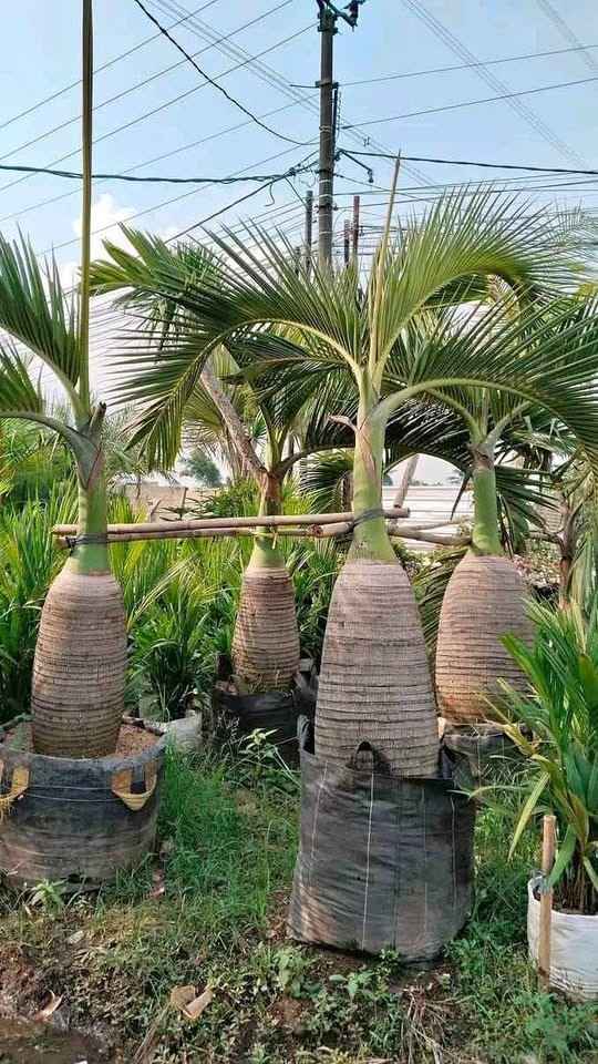 jual pohon palem botol kecil dan besar unggul