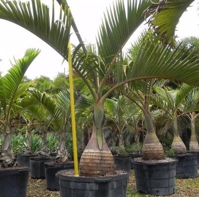 jual pohon palem botol kecil dan besar unggul