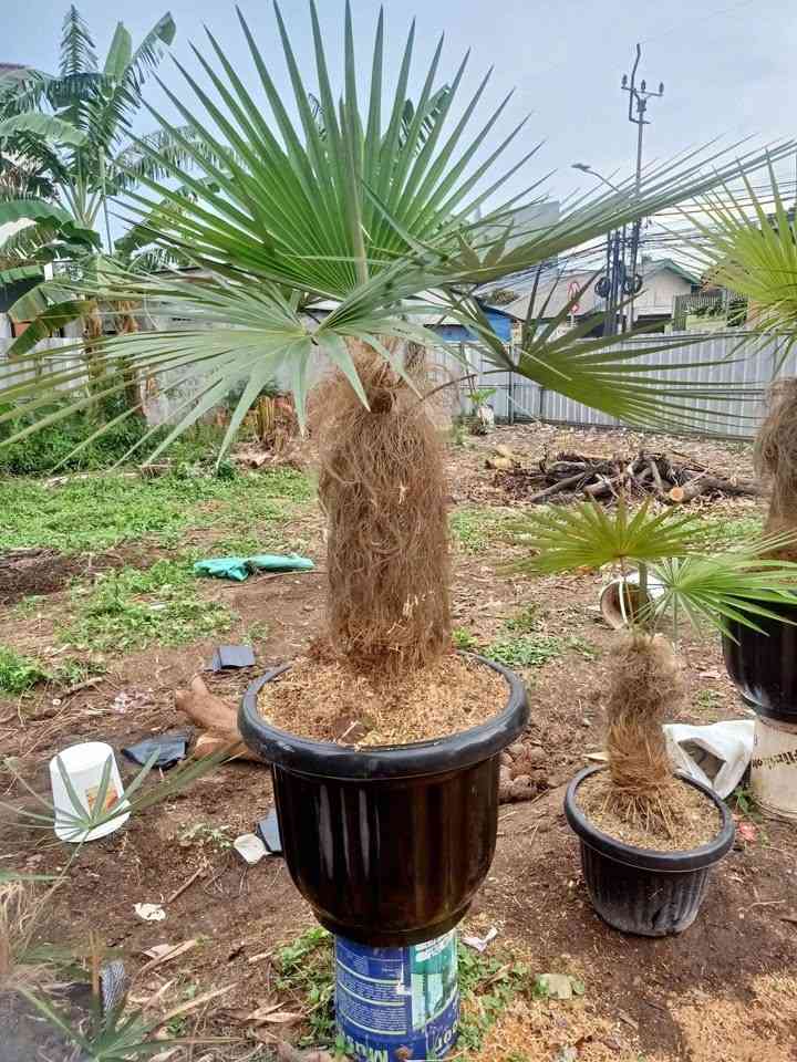 jual pohon palem jenggot ready stok kecil besar