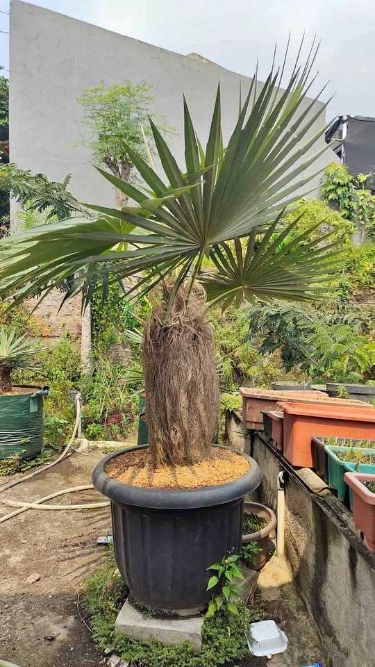 jual pohon palem jenggot ready stok kecil besar