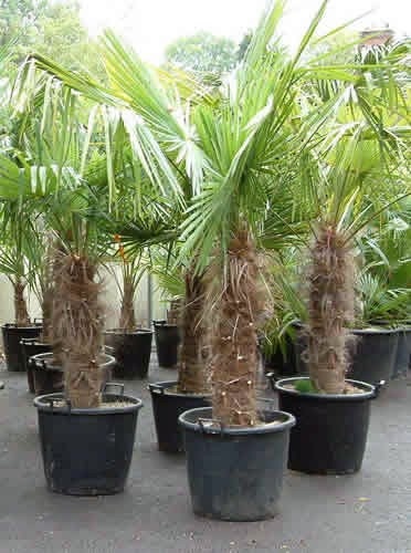 jual pohon palem jenggot ready stok kecil besar