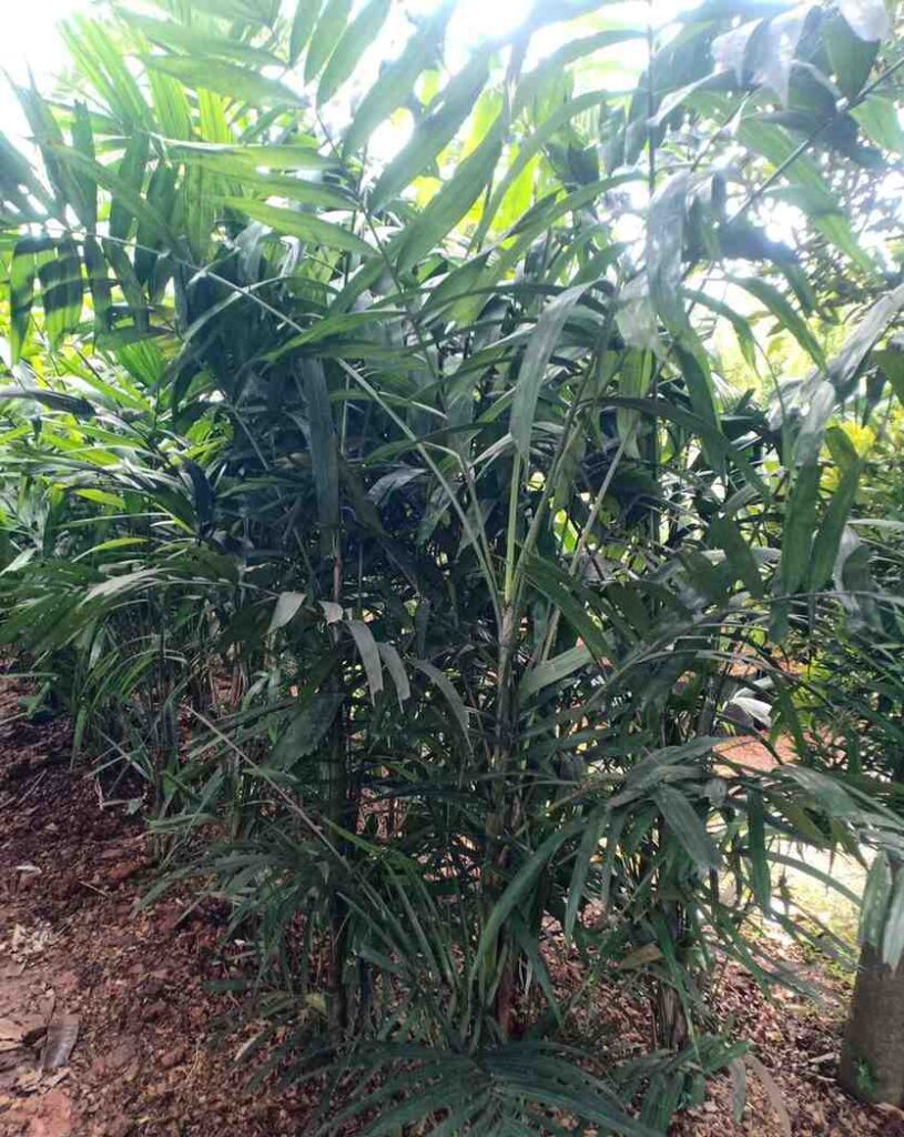 jual pohon palem jepang tanaman hias cantik 1
