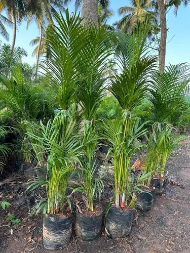 jual pohon palem jepang tanaman hias cantik 1