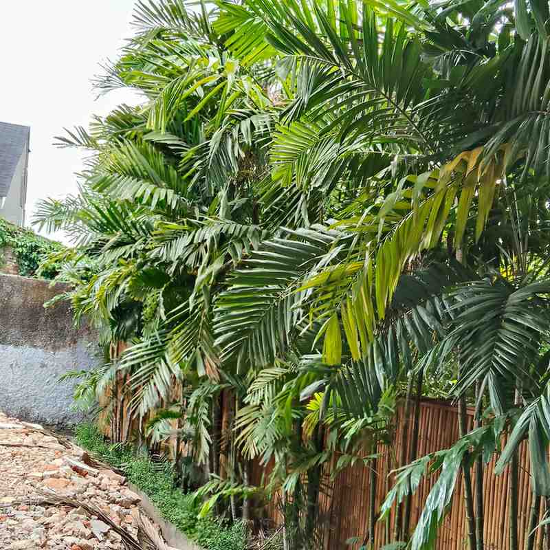 jual pohon palem jepang tanaman hias cantik 2